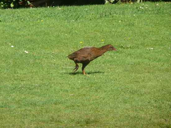 neuseelandaendischer Vogel!!!