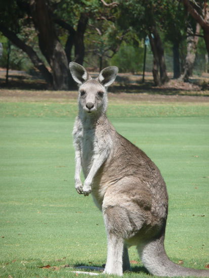 Australisches  Kaengeruh