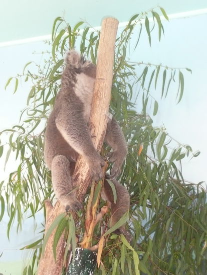 Koala