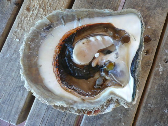Salzwasserperle in einer Oyster