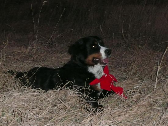 Fiola freut sich jetzt schon riesig auf Weihnachten