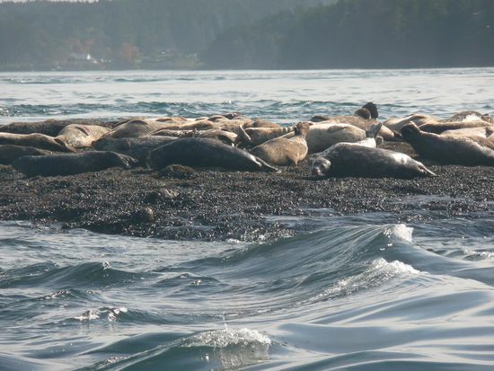Frei lebende Seehunde