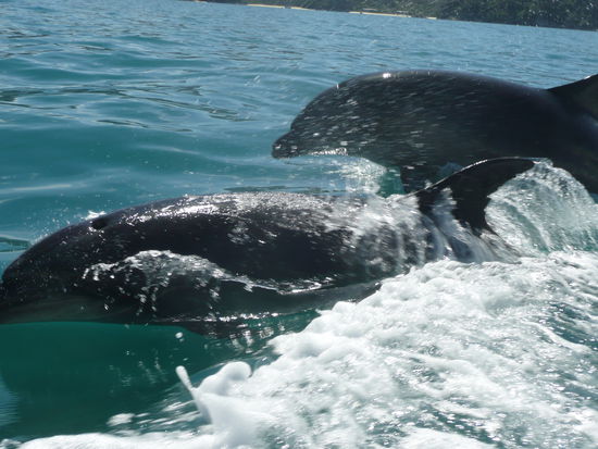 Frei lebende Delphine