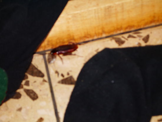 Mein Zimmergenosse...und der hat viele Freunde.