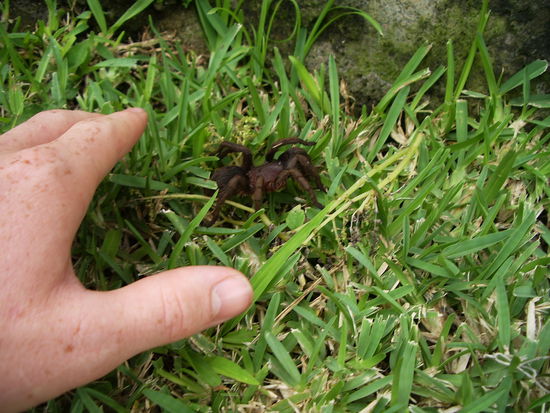 Eine Vogelspinne direkt vor der Haustuer.