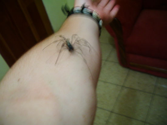 Eine kleine Spinne aus dem Garten.