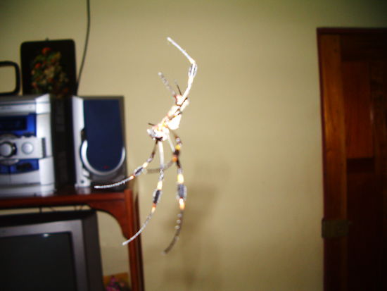 keine Angst nicht giftig..sagt zumindest meine Mama.