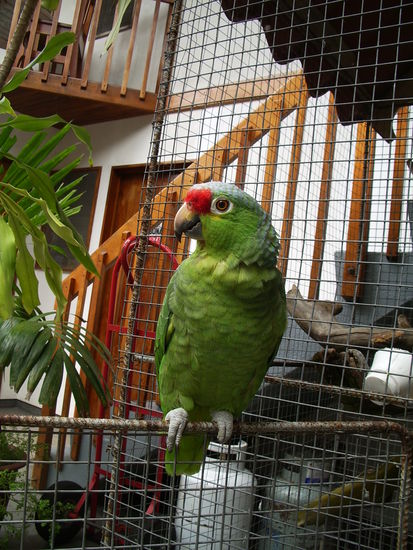 Der Hauspapagei lolita.