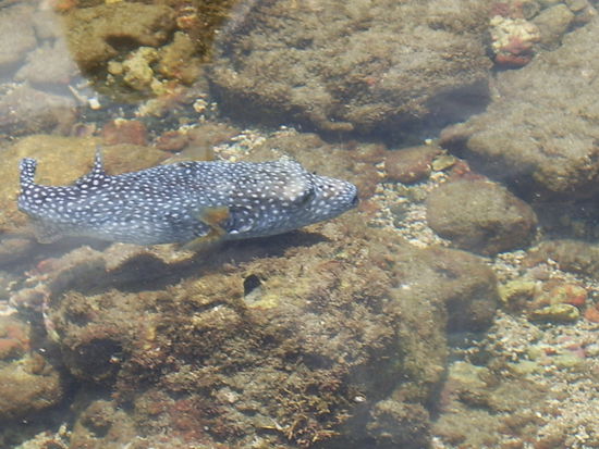 Einheimischer Fisch...chiller Fisch kann man auch ohne netz fagen!..gefaehrlich ?!