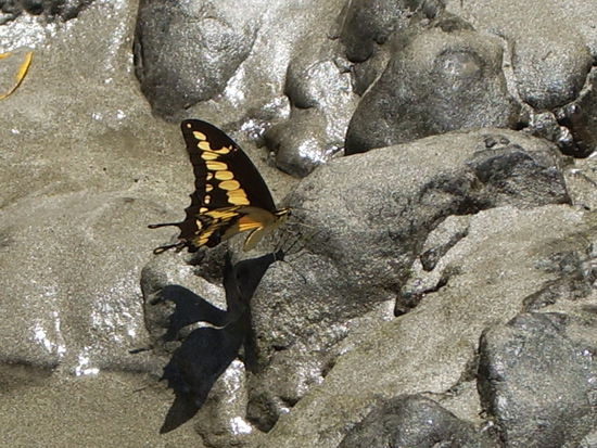 Schmetterling am Strand Carillo