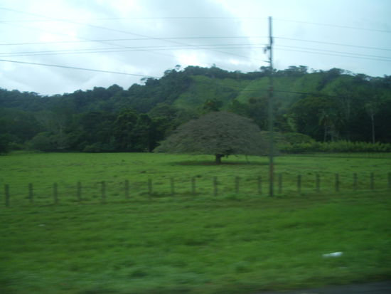 Der Baum Costa Ricas