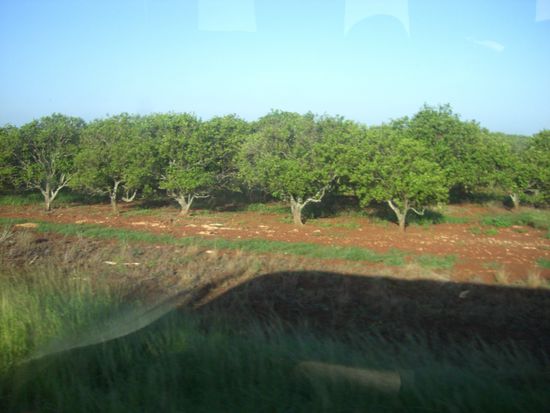 Mangoplantage auf dem Weg nach Cienfuegos