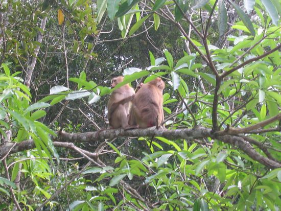 Makaken in Nationalpark
