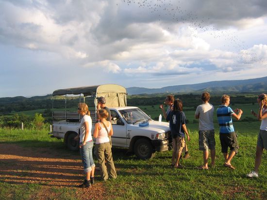 fledermaeuse am himmel (schwarze punkte)beobachten