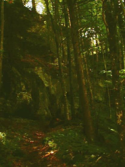 Zauberwald
