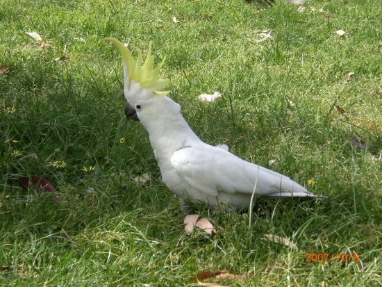Dem ersten einheimischen Tier, dem ich begegnet bin, war dieser nette Kakadu in den botanischen Gaerten...