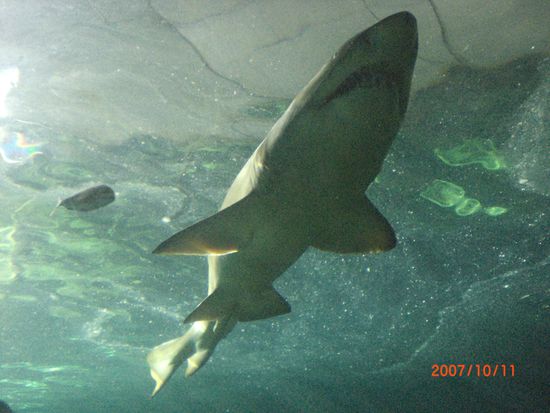 Meine erste Begegnung mit einem Hai. Leider wurden wir von einer Glasscheibe getrennt...