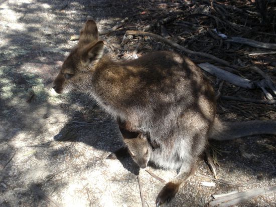 Das erste Wallaby, dass mir ueber den Weg gelaufen ist. Mit einem suessen, kleinen Joey im Beutel...