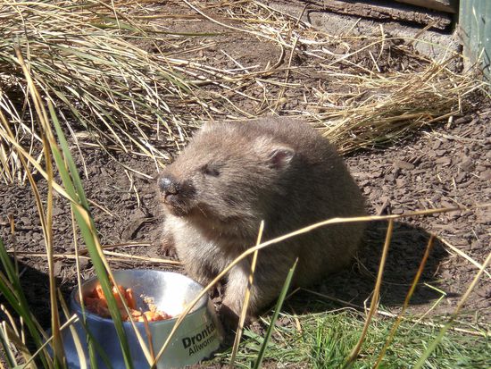 Meine absoluten Lieblingstiere hier: Die knuddeligen Wombats... Wobei dies hier noch ein kleinerer und recht schmaechtiger Gefaehrte ist...