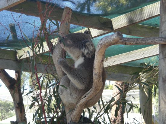 ....langweilige Koalas (schlafen 20 Stunden pro Tag)...