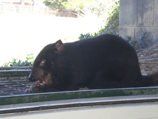 ...wilde tasmanische Teufel... (die ganz schoen zubeissen koennen)...