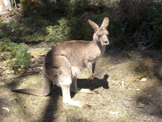 ...Kangaroos...