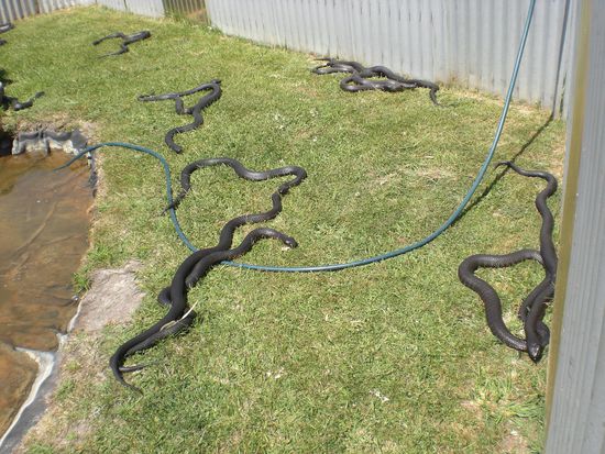 ...und diese nicht so kuscheligen Tierchen...