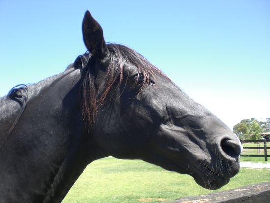 Das ist Northern Luck; 1 der 3 Hengste...