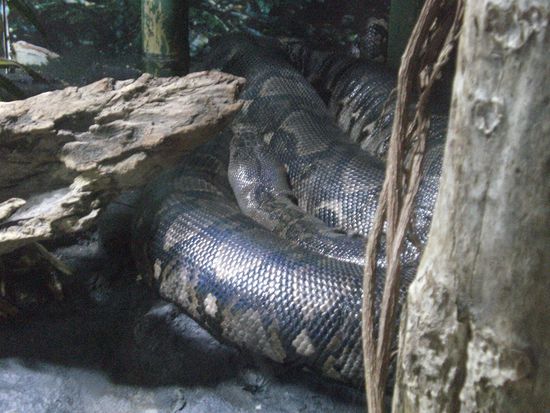 Diese MEGA-Phython sieht man im Perth Zoo! Die war echt riessig...