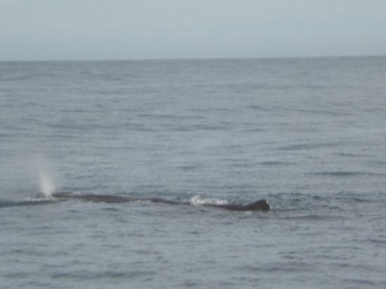 Beim Whalewatching...