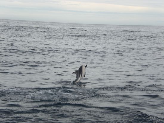 Und Flipper hat uns ein "Oh" und "Ah" rufen lassen...