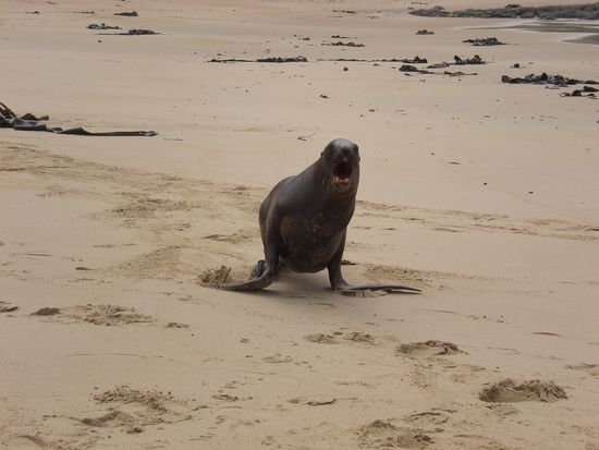 ... ganz schoen boese werden koennen, wenn man ihnen zu Nahe kommt...