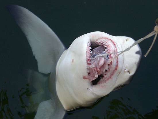 Und dieser kleine Bazi hatte wohl ziemlich Hunger... Das war bei einer Haifischfuetterung!
