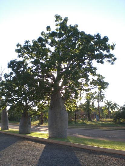 Die typischen Boabtrees (Flaschenbaeume) im Nordwesten von Australien... Ich glaub im Stamm speichern sie das Wasser, damit sie auch in der Wueste ueberleben...