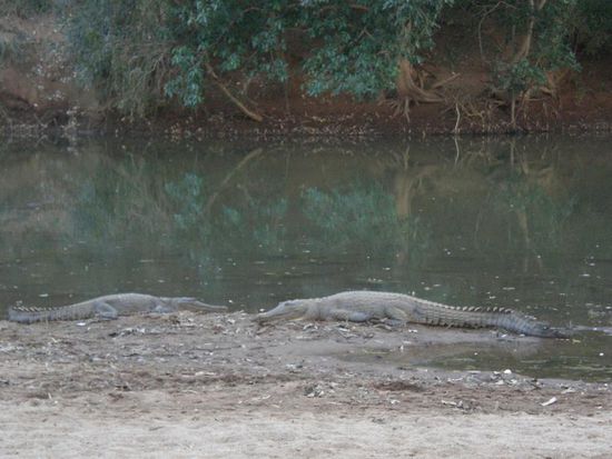 ...und hier sind sie!!!