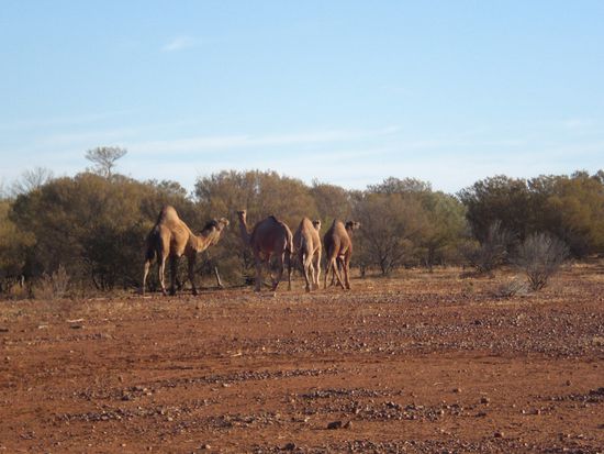 ... und wilde Kamele!!!