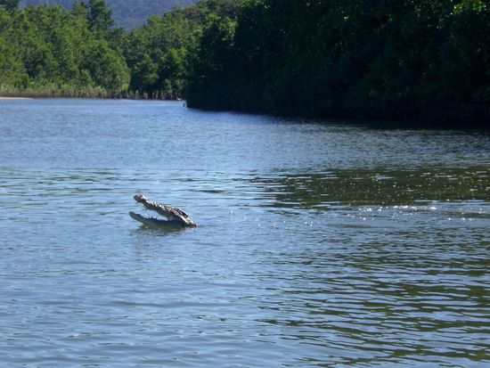 Und auf der Bootstour durch den Dschungel haben wir 2 Krokodile kaempfen sehen (natuerlich waren das Maenner, wir Frauen haetten das schon irgendwie ausdisskutiert, ge... 