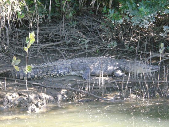 Mein bester Freund: Croco, das "liebe" Crocodil...