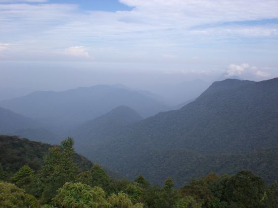 Die Cameron Highlands...