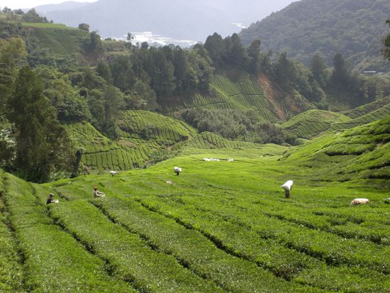 Und hier sind noch die Teeplantagen...