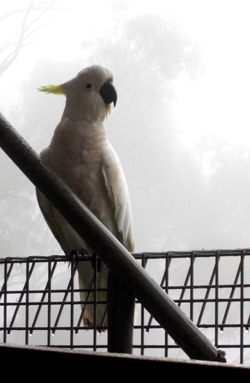Kakadu im Nebel 