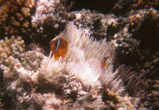 Nemo hat einen Streifen vergessen!! Is aber trotzdem ein Clownfisch