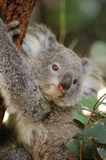 Ein Babykoala