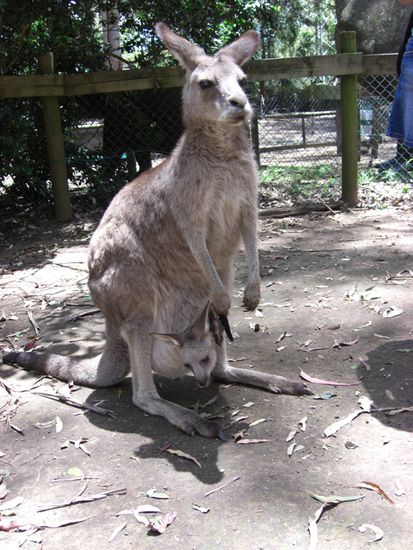 Eine Känguruhmama mit Baby im Beutel