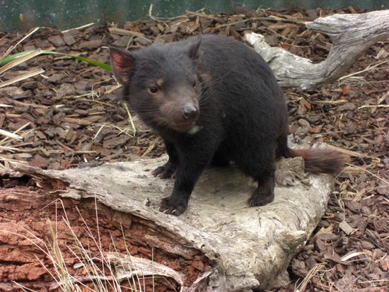 Tasmanian Devil