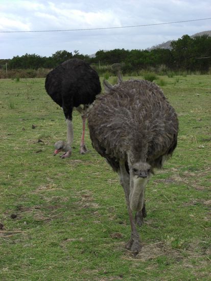 Und ein Emu
