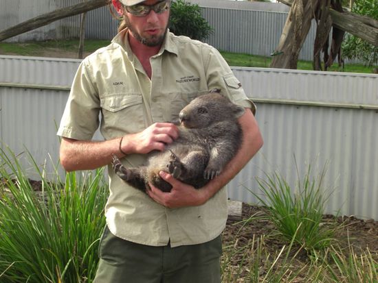 Martha, das Wombat