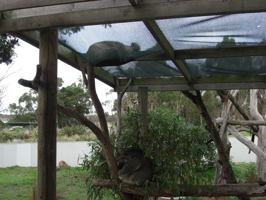 Dieser süsse Koala hat einen ganz besonderen Schlafplatz