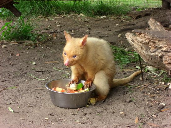 Das gefräßige goldene Possum