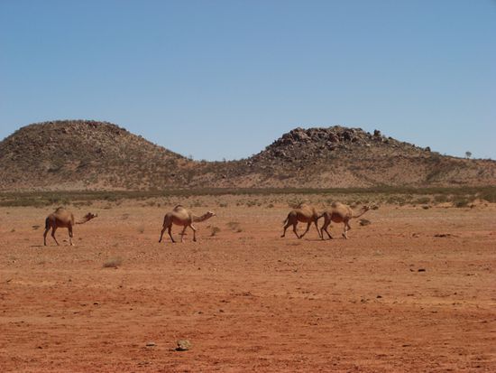 Our first wildlife in the outback